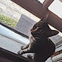 Caige is registered to the contest to win money with this photo: animal, cat, curious, cute, daylight, domestic, ears, feline, fur, glass, indoor, looking_up, natural_light, pet, shadow, side_view, sitting, whiskers, window, windowsill