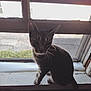 Caige joined the competition — help win amazing prizes! animal, background, cat, curious, dark, daylight, feline, glass, home, indoor, light, nature, pet, quiet, shadow, silhouette, sitting, still, window, windowsill