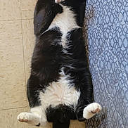 Jessie Lee is registered to the contest to win money with this photo: animal, black_and_white, cat, cozy, cute, domestic, feline, floor, fur, indoor, lying_down, mattress, patterned, paws, pet, relaxed, resting, sleeping, tail, whiskers