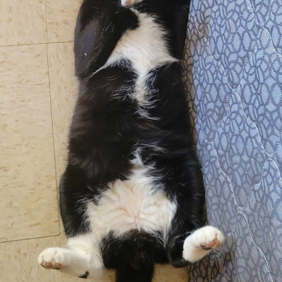 Jessie Lee is registered to the contest to win money with this photo: animal, black_and_white, cat, cozy, cute, domestic, feline, floor, fur, indoor, lying_down, mattress, patterned, paws, pet, relaxed, resting, sleeping, tail, whiskers