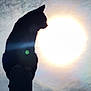 cat, silhouette, sun, sky, clouds, post, animal, outdoor, nature, daytime, perched, dark, shadow, light, contrast, mystery, majestic, alone, quiet, peaceful