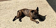 Kayla participe au concours pour gagner de l'argent avec cette photo : alert, animal, brindle, canine, companion, concrete, daylight, dog, ear_up, lying_down, outdoor, pavement, paw, pet, relaxed, resting, shadow, sunbathing, sunlight, texture
