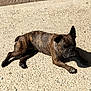 alert, animal, brindle, canine, companion, concrete, daylight, dog, ear_up, lying_down, outdoor, pavement, paw, pet, relaxed, resting, shadow, sunbathing, sunlight, texture