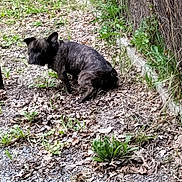 Kayla a rejoint le concours — aidez-le/la à gagner de superbes lots ! animal, brindle, canine, daylight, dog, ear, fence, fur, gravel, greenery, ground, leaves, nature, outdoor, path, pet, plant, small_dog, squatting, tail