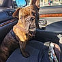 dog, brindle, pet, car_interior, seat, sunlight, shadow, bag, harness, window, mirror, door, curious, looking, closeup, animal, domestic, companion, indoor, transport