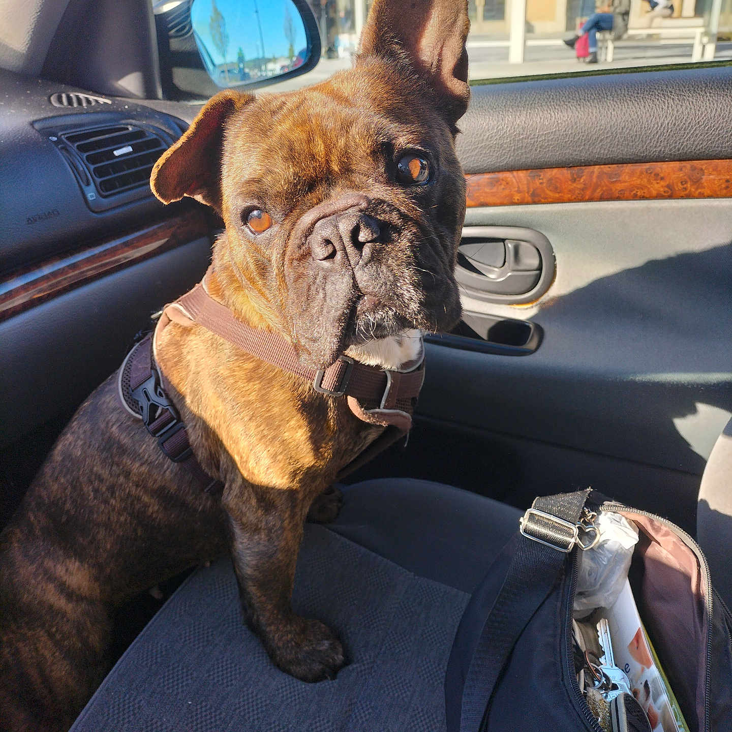 Kayla participe au concours pour gagner de l'argent avec cette photo : animal, bag, brindle, car_interior, closeup, companion, curious, dog, domestic, door, harness, indoor, looking, mirror, pet, seat, shadow, sunlight, transport, window
