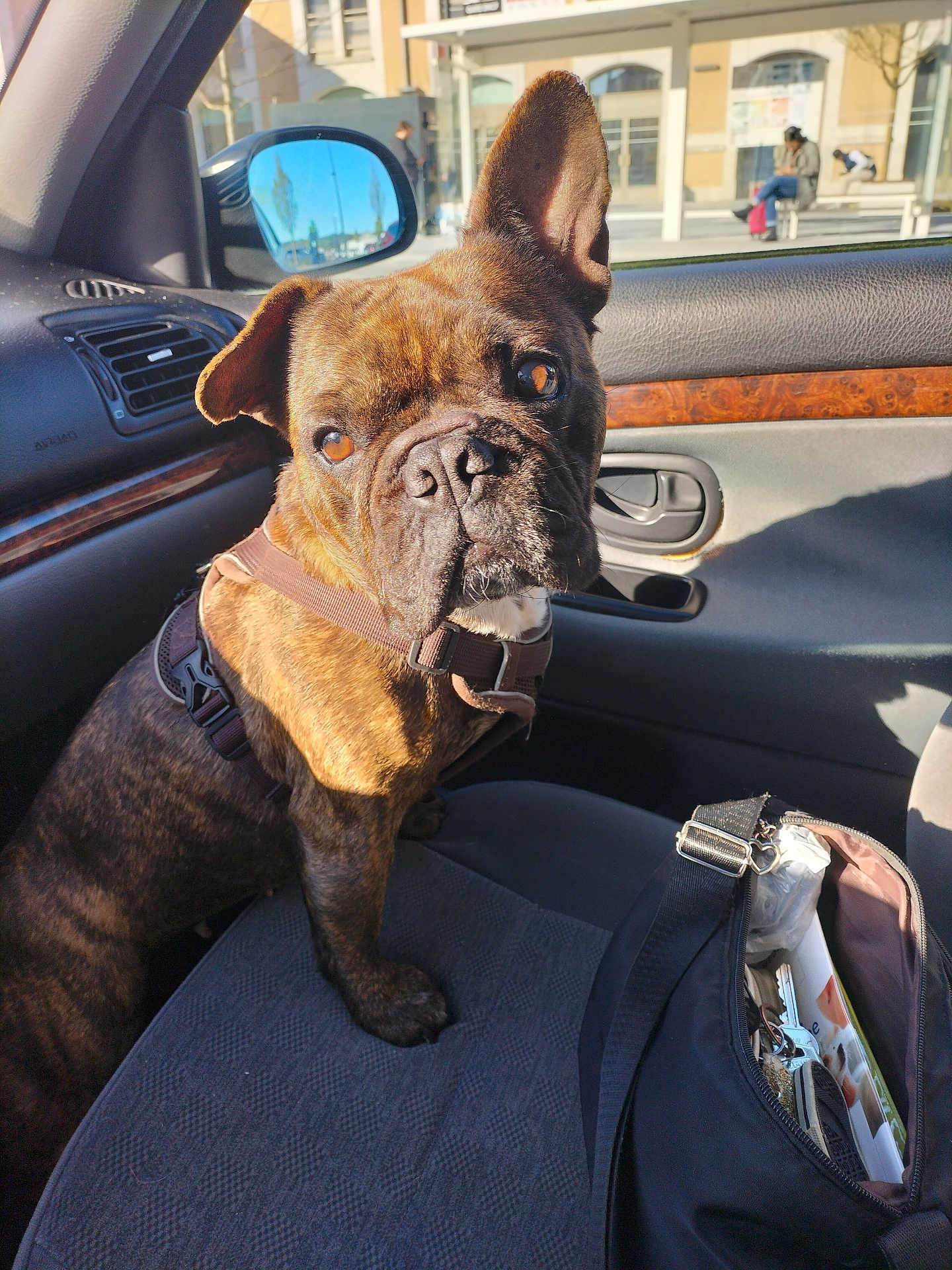 Kayla participe au concours pour gagner de l'argent avec cette photo : dog, brindle, pet, car_interior, seat, sunlight, shadow, bag, harness, window, mirror, door, curious, looking, closeup, animal, domestic, companion, indoor, transport