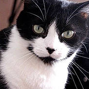 Mystique participe au concours pour gagner de l'argent avec cette photo :