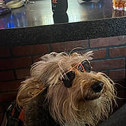 Ollie joined the competition — help win amazing prizes! accessory, animal, bar, beverage, brick_wall, canine, casual, cool, counter, dog, drink, fur, harness, hipster, indoor, muzzle, pet, portrait, sunglasses, table