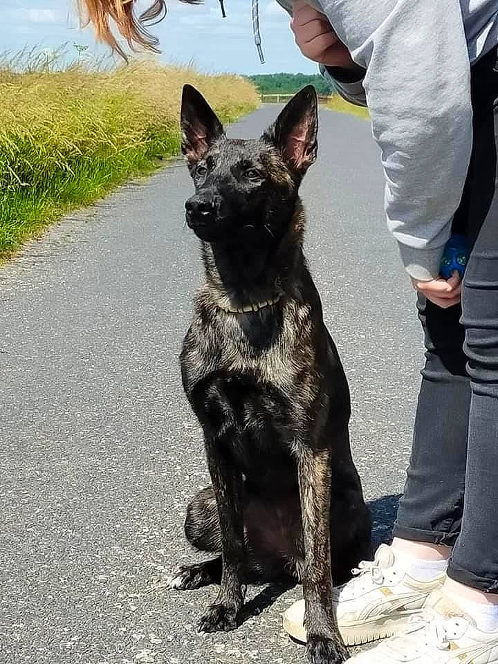 Skye participe au concours pour gagner de l'argent avec cette photo : canidae, canis_panther, carnivore, collar, companion_dog, dog, dog_breed, dog_collar, fashion_accessory, fawn, guard_dog, human_leg, hunting_dog, non_sporting_group, sky, snout, sporting_group, terrestrial_animal, working_animal, working_dog