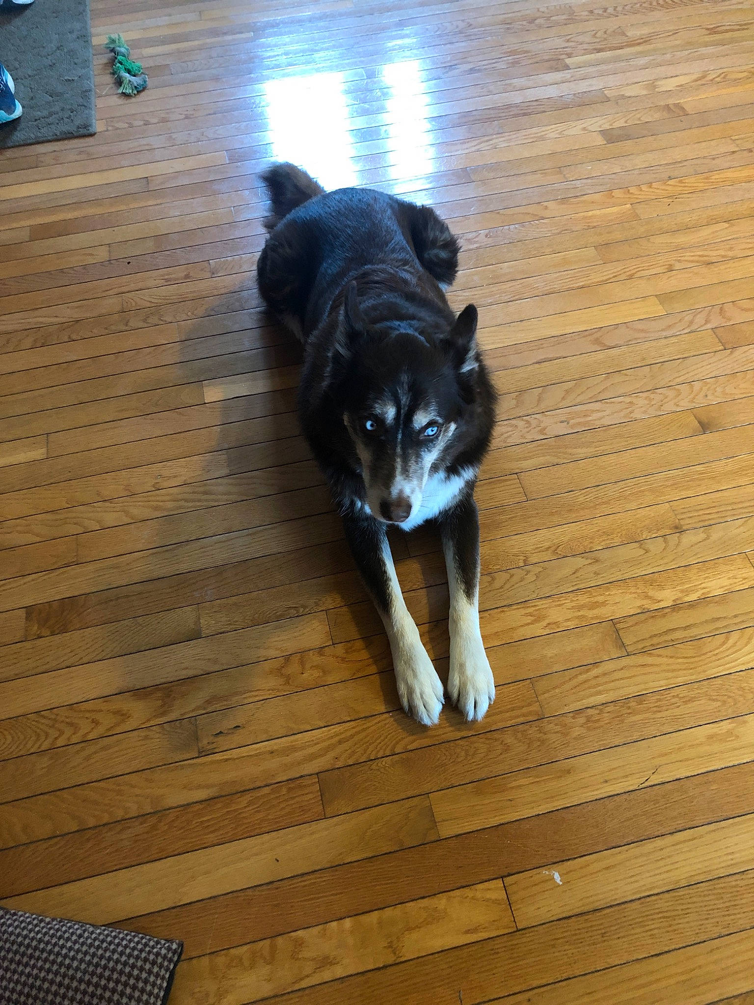Todd joined the competition — help win amazing prizes! canidae, carnivore, dog, dog_breed, floor, flooring, hardwood, mammal, sporting_group, tail, wood