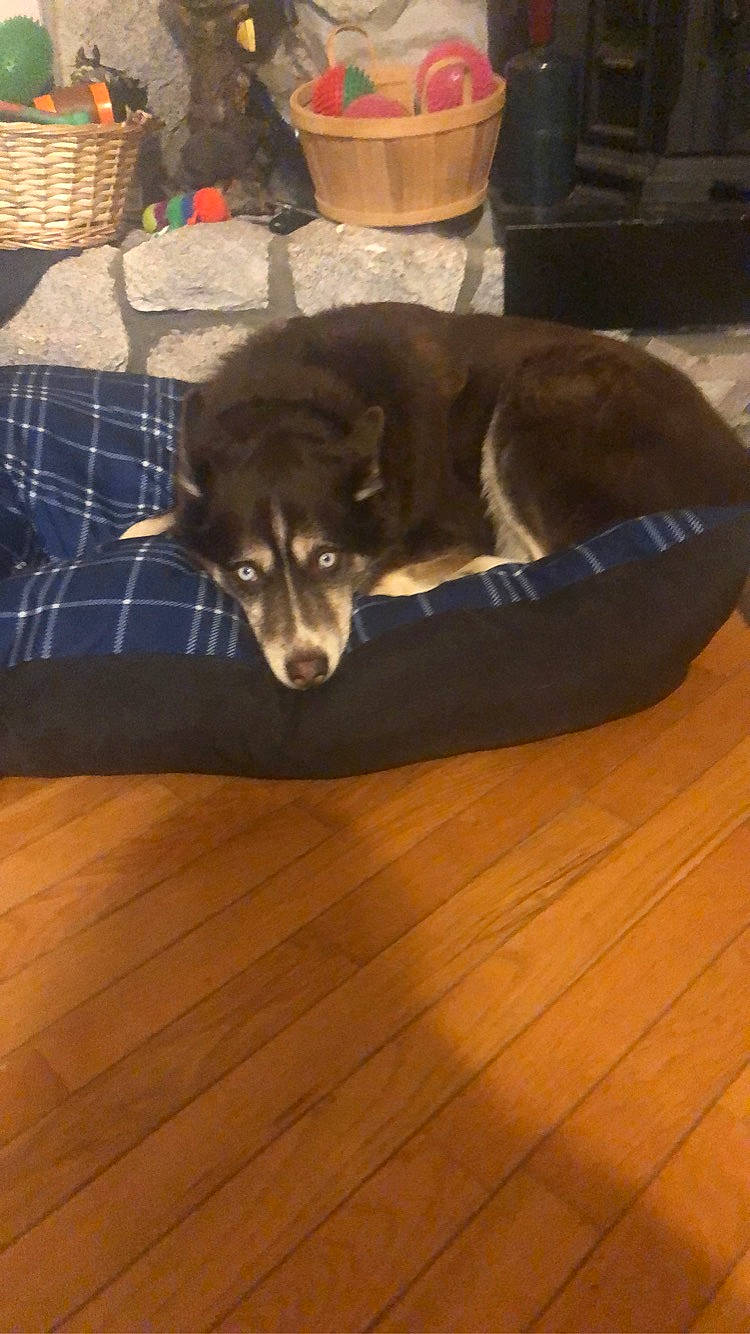 Todd joined the competition — help win amazing prizes! canidae, carnivore, cat, companion_dog, dog, dog_breed, felidae, floor, flooring, hardwood, kitten, puppy, sporting_group