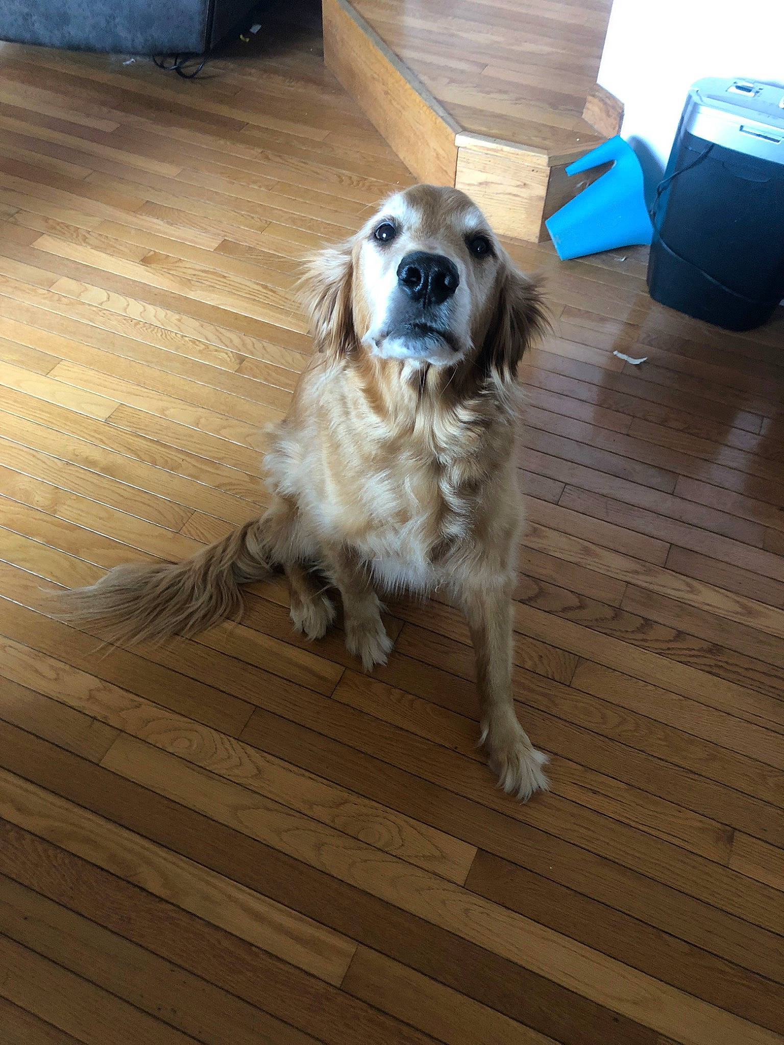 Copper is registered to the contest to win money with this photo: canidae, carnivore, companion_dog, dog, dog_breed, english_setter, fawn, floor, flooring, hardwood, mammal, rare_breed_dog, retriever, russian_spaniel, setter, spaniel, sporting_group, vertebrate, wood, wood_flooring