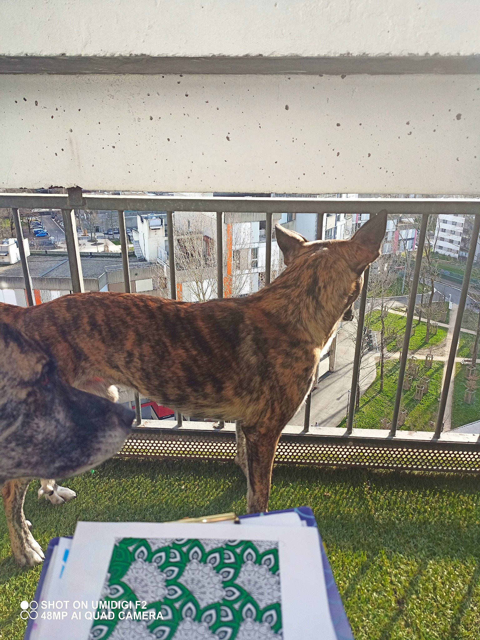 Drogo participe au concours pour gagner de l'argent avec cette photo : canidae, carnivore, cat, dog, dutch_shepherd_dog, fawn, felidae, metal, tail