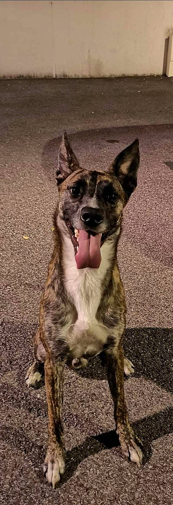 Drogo participe au concours pour gagner de l'argent avec cette photo : australian_stumpy_tail_cattle_dog, canidae, carnivore, dog, dog_breed, dutch_shepherd_dog, feist, formosan_mountain_dog, koolie, mammal, rare_breed_dog, texas_heeler, treeing_tennessee_brindle, vertebrate, whiskers