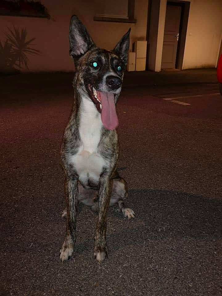 Drogo participe au concours pour gagner de l'argent avec cette photo : canidae, carnivore, dog, dog_breed, feist, formosan_mountain_dog, mammal, rare_breed_dog, snout, vertebrate