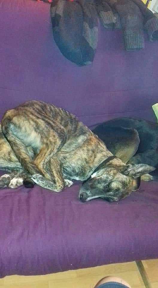 Drogo participe au concours pour gagner de l'argent avec cette photo : alano_espanol, alaunt, bullmastiff, canidae, carnivore, cimarron_uruguayo, dog, dog_breed, fila_brasileiro, galgo_espanol, greyhound, lurcher, mountain_cur, perro_de_presa_canario, plott_hound, sleep, treeing_tennessee_brindle, whippet