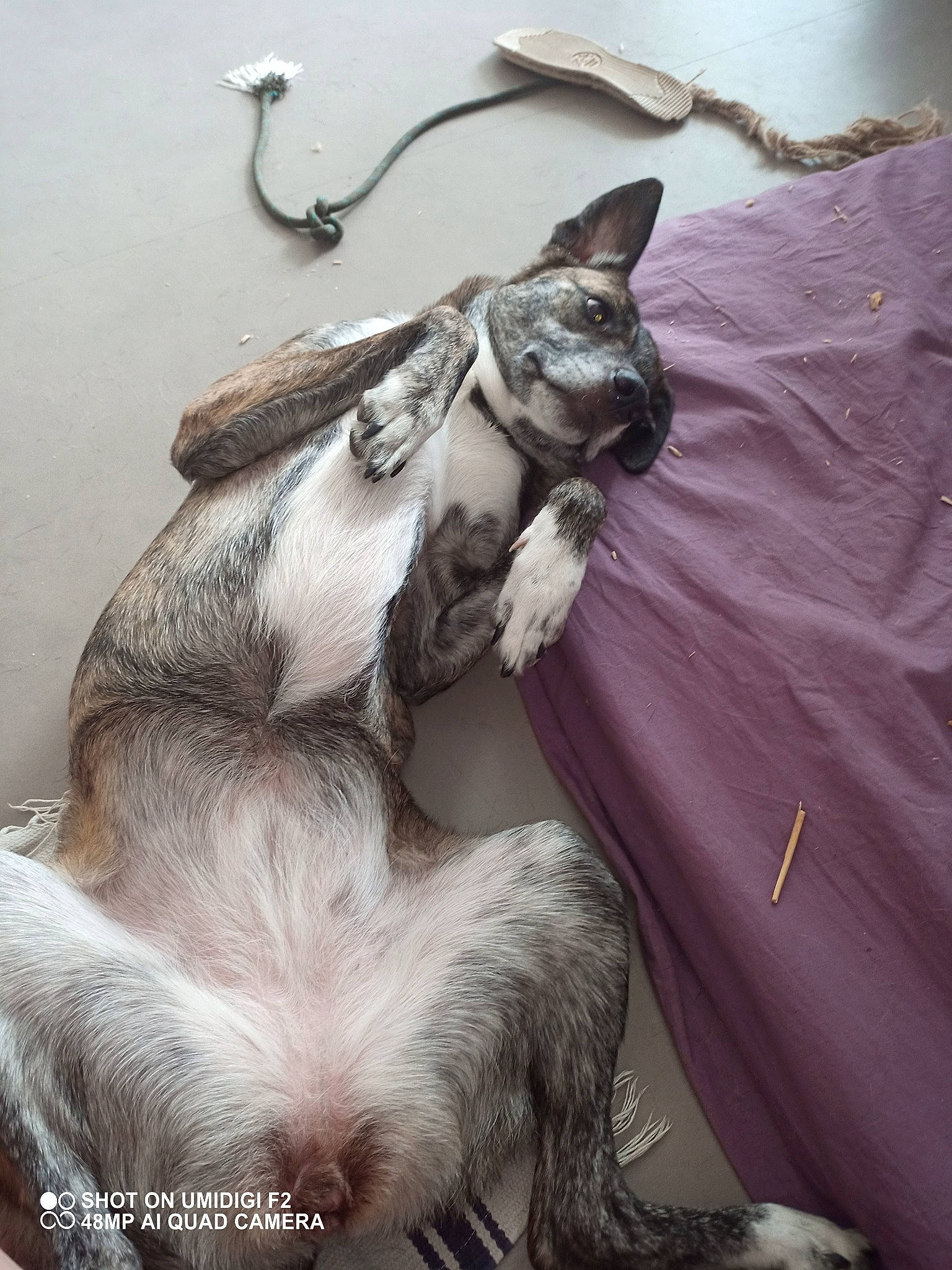 Kyhra a rejoint le concours — aidez-le/la à gagner de superbes lots ! carnivore, cat, felidae, kitten, norwegian_forest_cat, oriental_longhair, small_to_medium_sized_cats, tail, whiskers