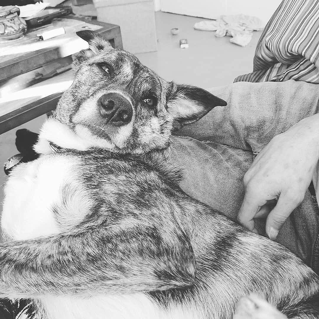 Kyhra a rejoint le concours — aidez-le/la à gagner de superbes lots ! canidae, carnivore, dog, dog_breed, drawing, ear, eye, fur, nap, sleep