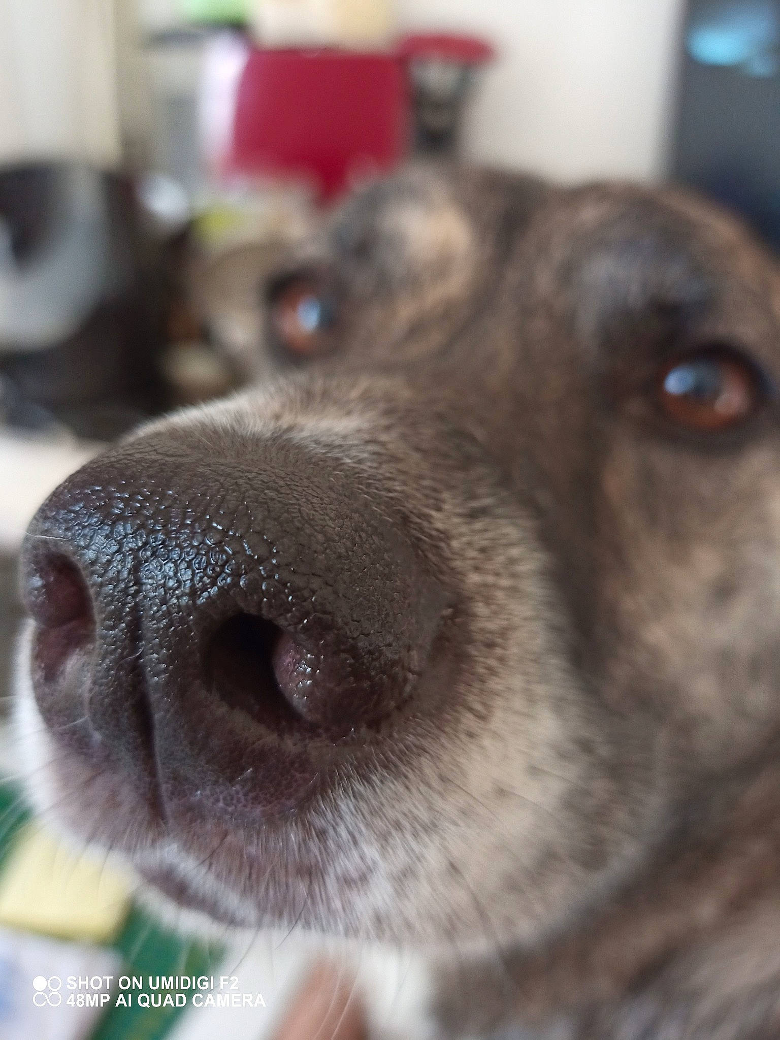 Kyhra a rejoint le concours — aidez-le/la à gagner de superbes lots ! canidae, carnivore, close_up, dog, dog_breed, eye, nose, puppy, rare_breed_dog, snout, sporting_group, whiskers