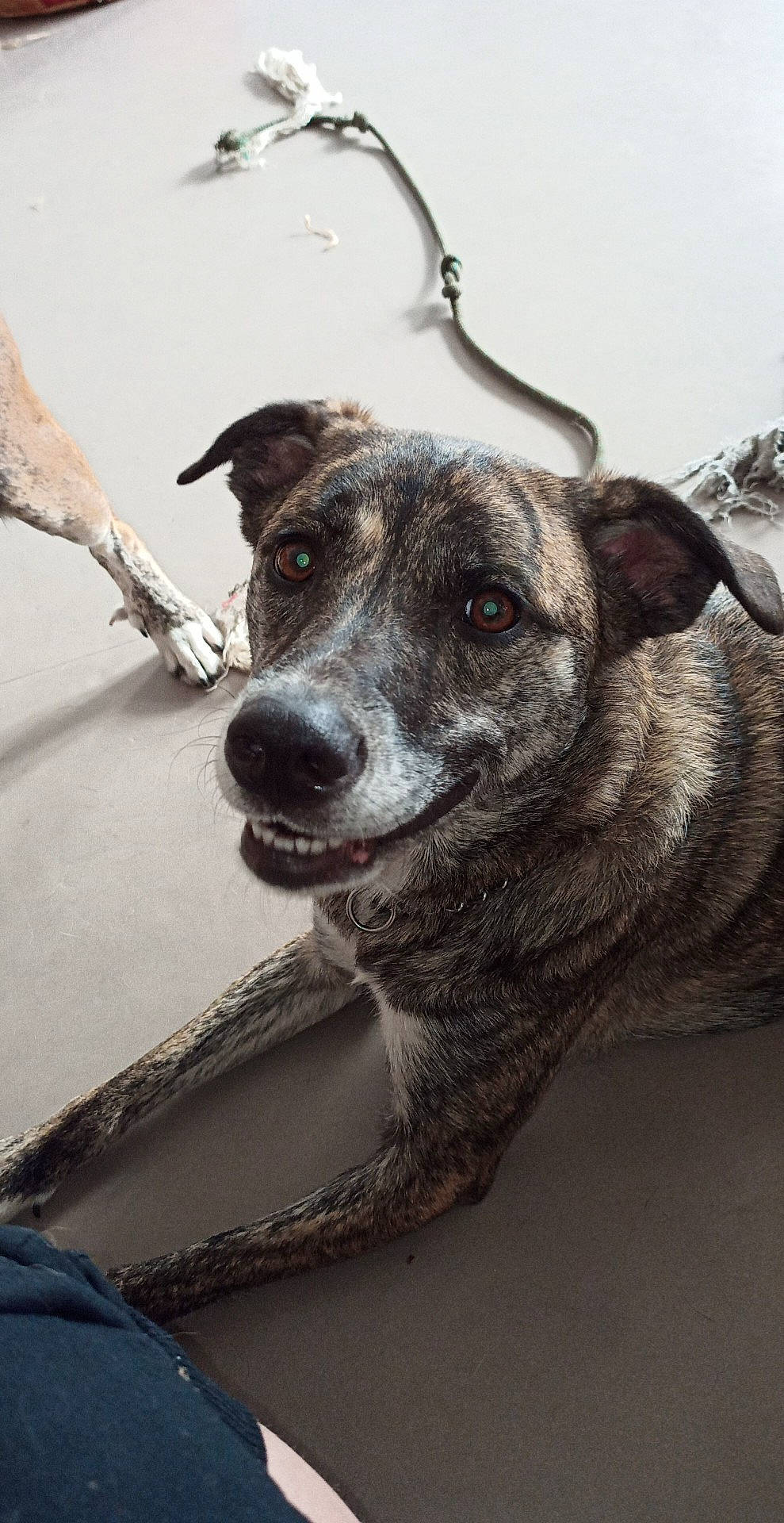 Kyhra participe au concours pour gagner de l'argent avec cette photo : canidae, carnivore, dog, dog_breed, greyhound, italian_greyhound, louisiana_catahoula_leopard_dog, lurcher, mammal, mountain_cur, rare_breed_dog, snout, street_dog, whippet