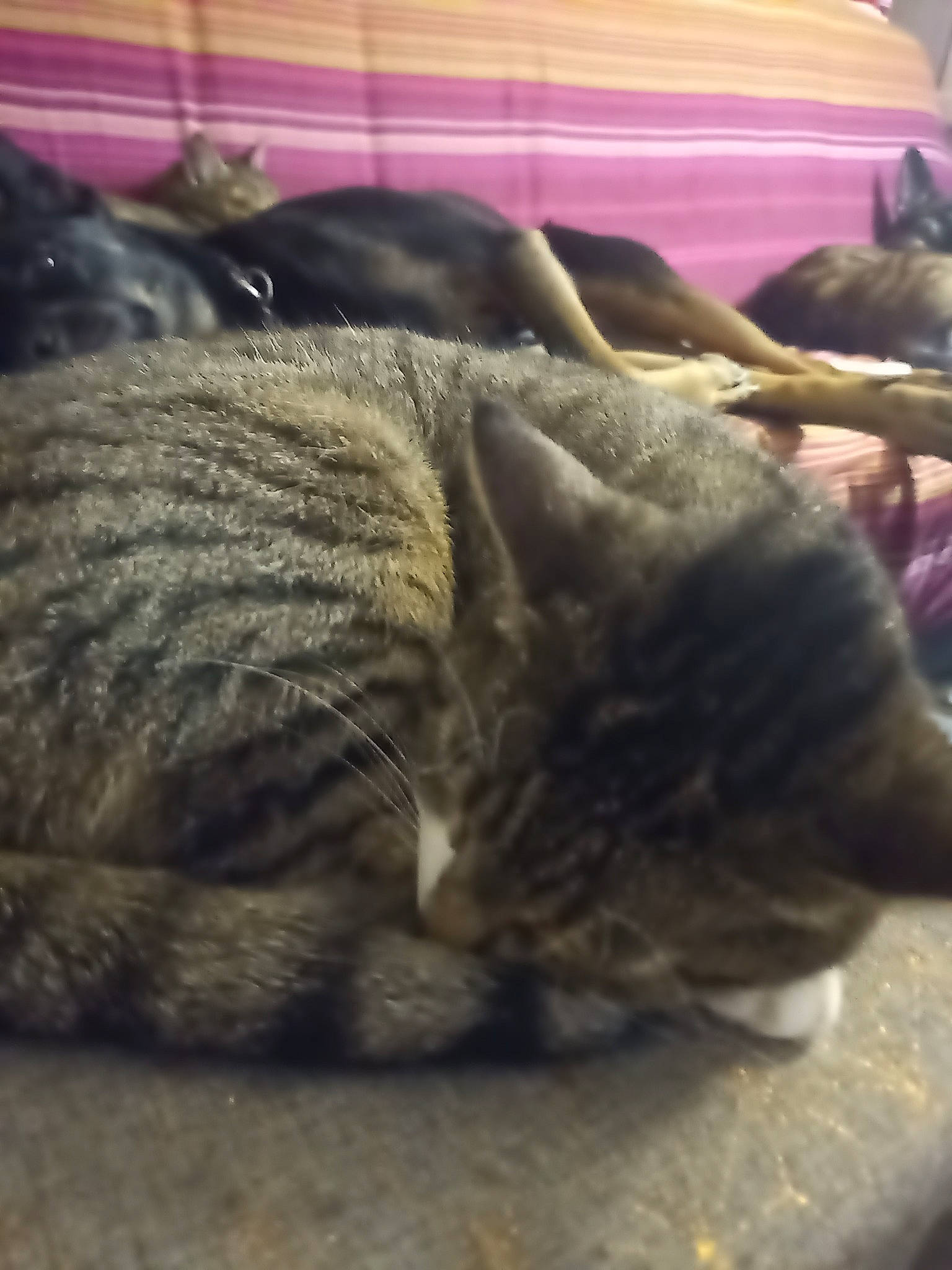 Tornade participe au concours pour gagner de l'argent avec cette photo : carnivore, cat, domestic_short_haired_cat, dragon_li, european_shorthair, fawn, felidae, fur, kitten, nap, sleep, small_to_medium_sized_cats, snout, tabby_cat, tail, whiskers