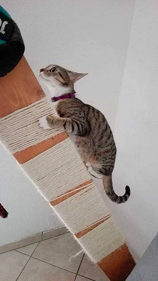 Tornade participe au concours pour gagner de l'argent avec cette photo : carnivore, cat, domestic_short_haired_cat, dragon_li, egyptian_mau, european_shorthair, felidae, kitten, ocicat, small_to_medium_sized_cats, tabby_cat, tail, whiskers