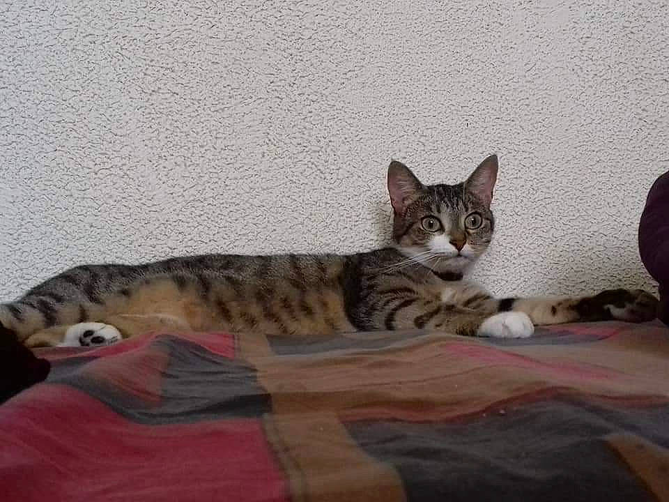 Tornade participe au concours pour gagner de l'argent avec cette photo : arabian_mau, asian, australian_mist, bengal, california_spangled, carnivore, cat, domestic_short_haired_cat, dragon_li, egyptian_mau, european_shorthair, felidae, kitten, mammal, ocicat, small_to_medium_sized_cats, sokoke, tabby_cat, vertebrate, whiskers