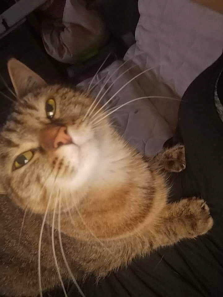 Sativa a rejoint le concours — aidez-le/la à gagner de superbes lots ! asian, asian_semi_longhair, carnivore, cat, domestic_long_haired_cat, domestic_short_haired_cat, ear, european_shorthair, fawn, felidae, fur, kitten, mammal, polydactyl_cat, small_to_medium_sized_cats, tabby_cat, whiskers