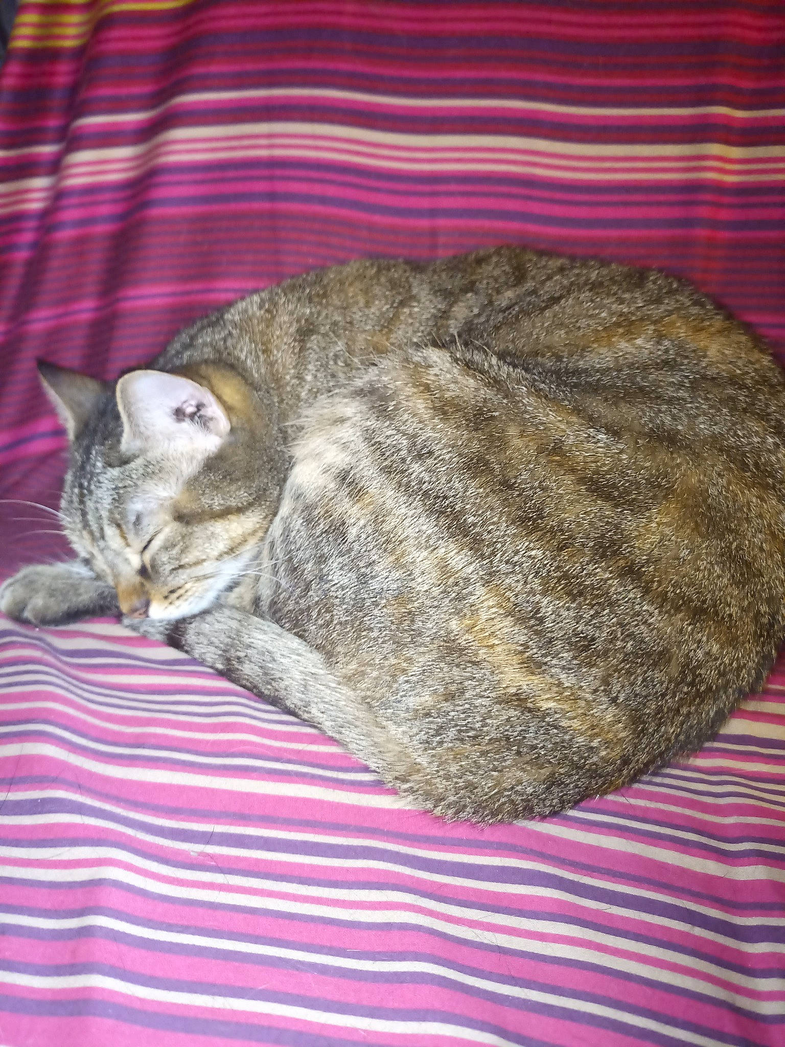 Sativa a rejoint le concours — aidez-le/la à gagner de superbes lots ! carnivore, cat, cat_bed, chausie, domestic_short_haired_cat, dragon_li, european_shorthair, felidae, fur, nap, sleep, small_to_medium_sized_cats, tabby_cat, whiskers