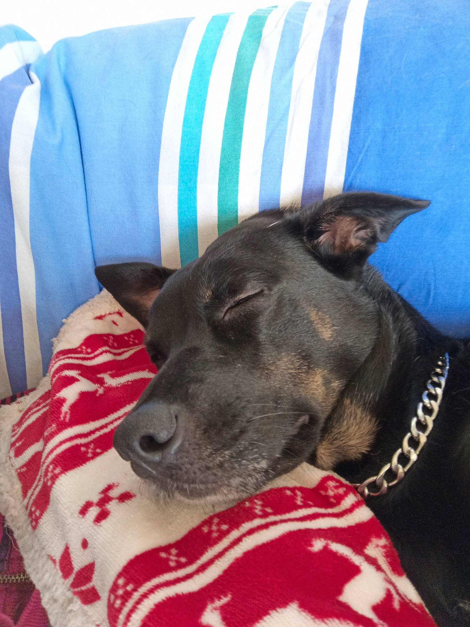 Gama a rejoint le concours — aidez-le/la à gagner de superbes lots ! american_pit_bull_terrier, canidae, carnivore, dog, dog_breed, ear, furniture, mammal, non_sporting_group, pillow, potcake_dog, rare_breed_dog, snout, vertebrate, whiskers