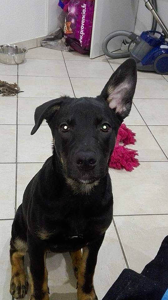 Gama a rejoint le concours — aidez-le/la à gagner de superbes lots ! australian_kelpie, borador, canidae, carnivore, dog, dog_breed, formosan_mountain_dog, labrador_retriever, mammal, patterdale_terrier, rare_breed_dog, sporting_group, street_dog, vertebrate