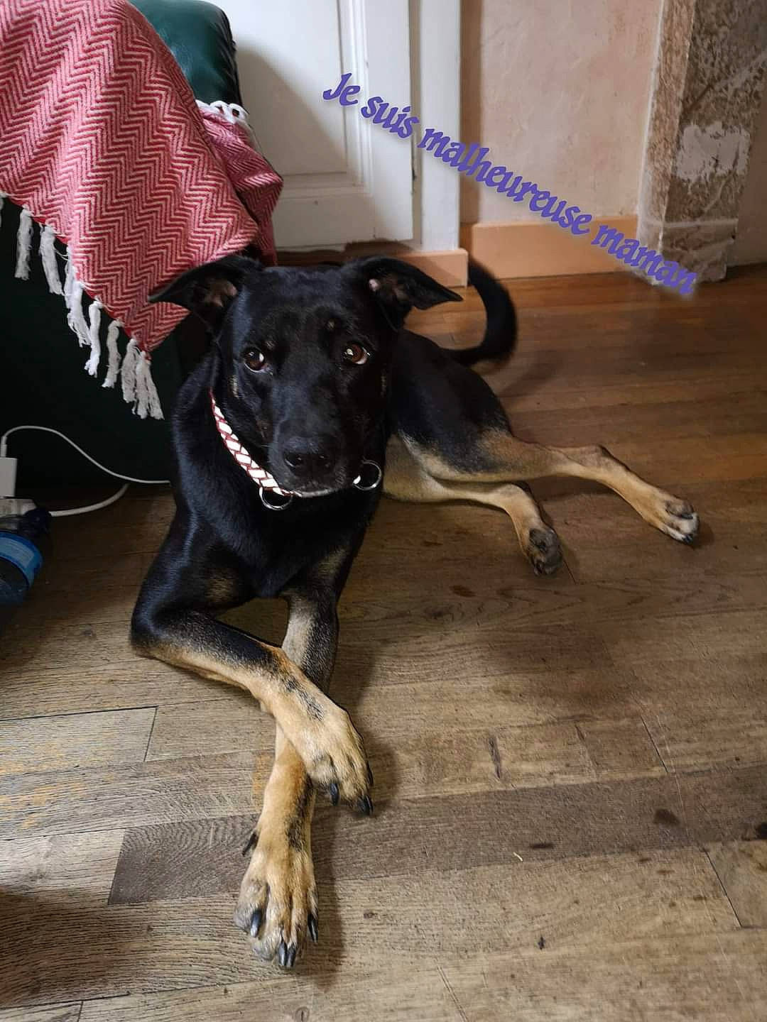 Gama participe au concours pour gagner de l'argent avec cette photo : canidae, carnivore, dog, dog_breed, formosan_mountain_dog, mammal, potcake_dog, snout, sporting_group, street_dog