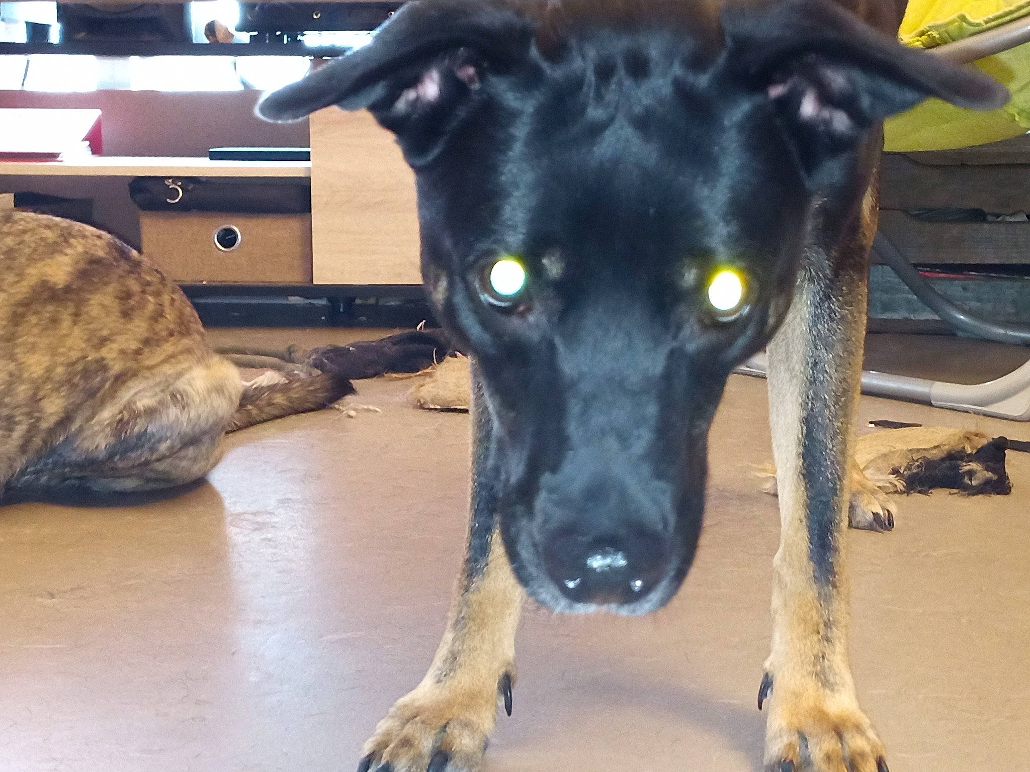 Gama a rejoint le concours — aidez-le/la à gagner de superbes lots ! borador, canidae, carnivore, dog, dog_breed, eurohound, feist, formosan_mountain_dog, galgo_espanol, greyhound, lurcher, mammal, potcake_dog, rare_breed_dog, snout, sporting_group, street_dog, whiskers