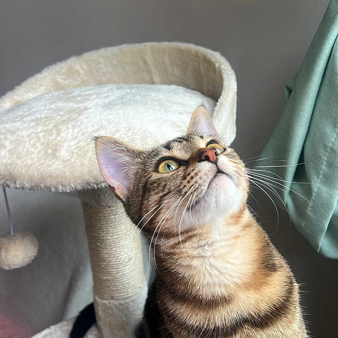 Perle participe au concours pour gagner de l'argent avec cette photo : abyssinian, animal, architecture, armchair, blanket, building, cat, chair, couch, cushion, furniture, homedecor, kitten, linen, manx, person, pet, siamese, sleeping, towel