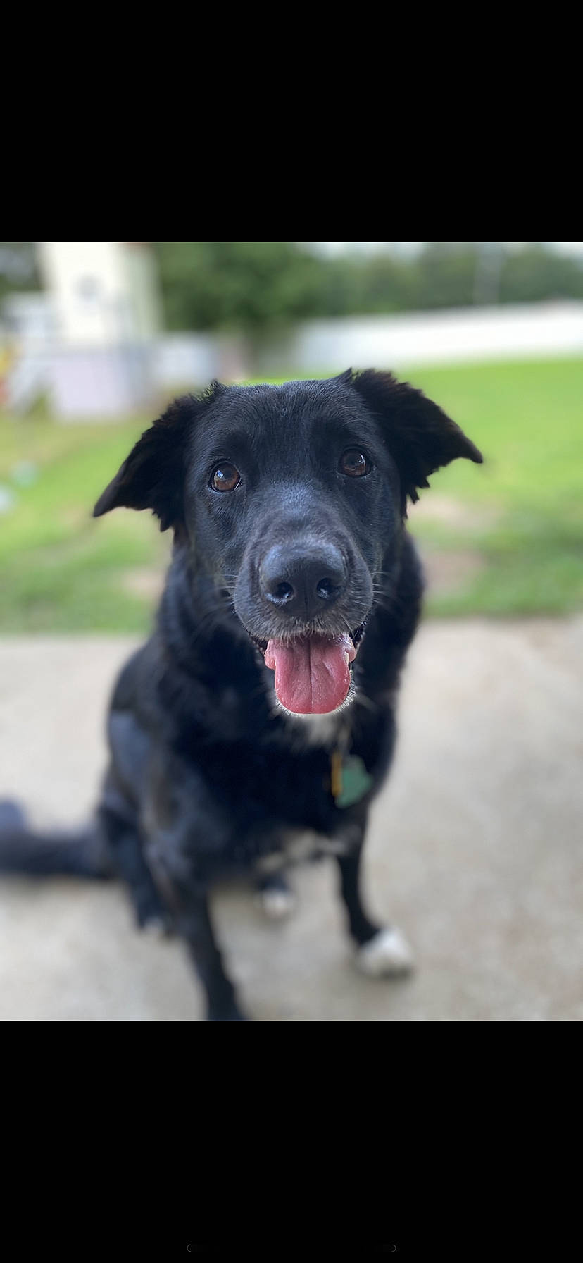 Ziva joined the competition — help win amazing prizes! borador, carnivore, collar, companion_dog, dog, dog_breed, dog_collar, grass, guard_dog, hunting_dog, plant, snout, sporting_group, terrestrial_animal, whiskers, working_animal, working_dog