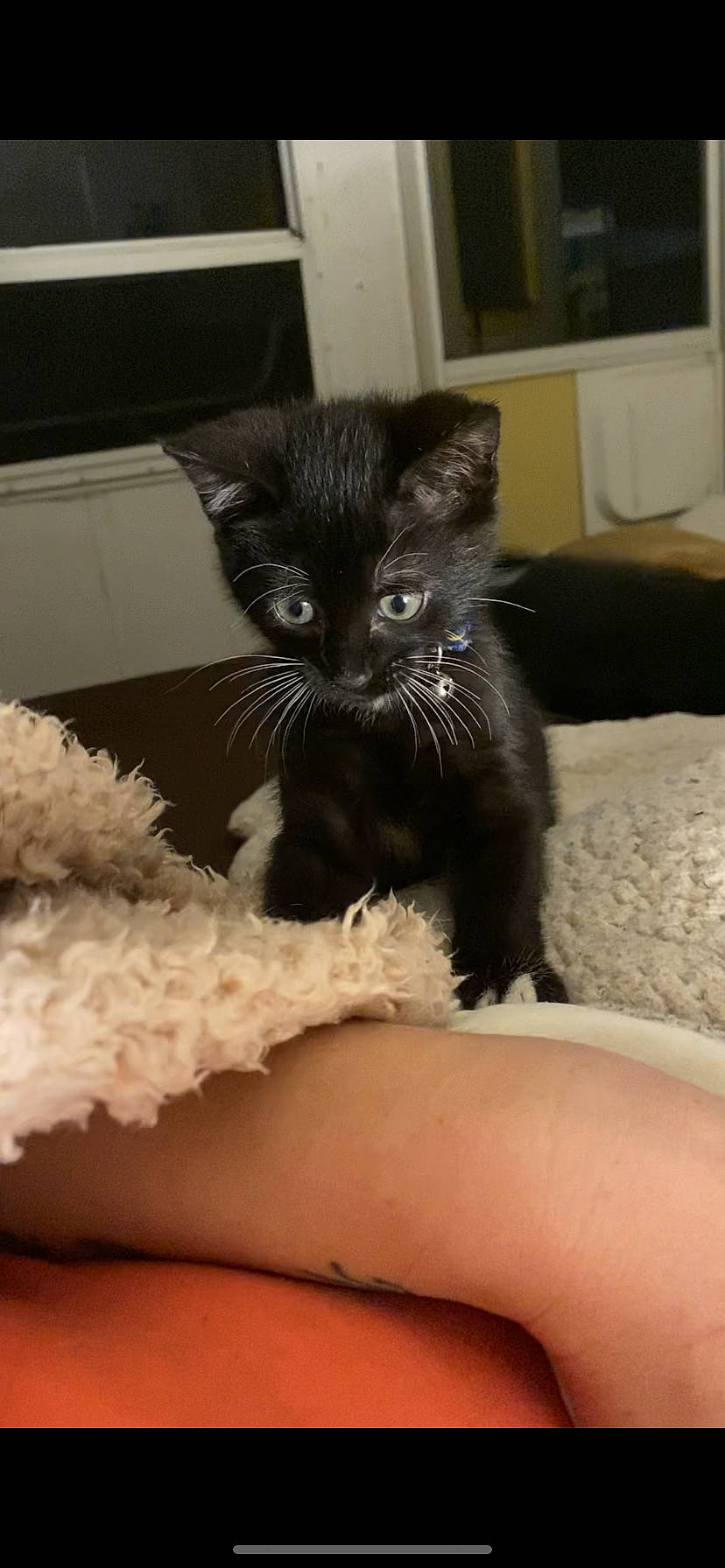 Thackery Binx joined the competition — help win amazing prizes! bed, black_cat, carnivore, cat, claw, comfort, couch, domestic_short_haired_cat, felidae, fur, human_leg, iris, mammal, paw, room, small_to_medium_sized_cats, snout, tail, vertebrate, whiskers