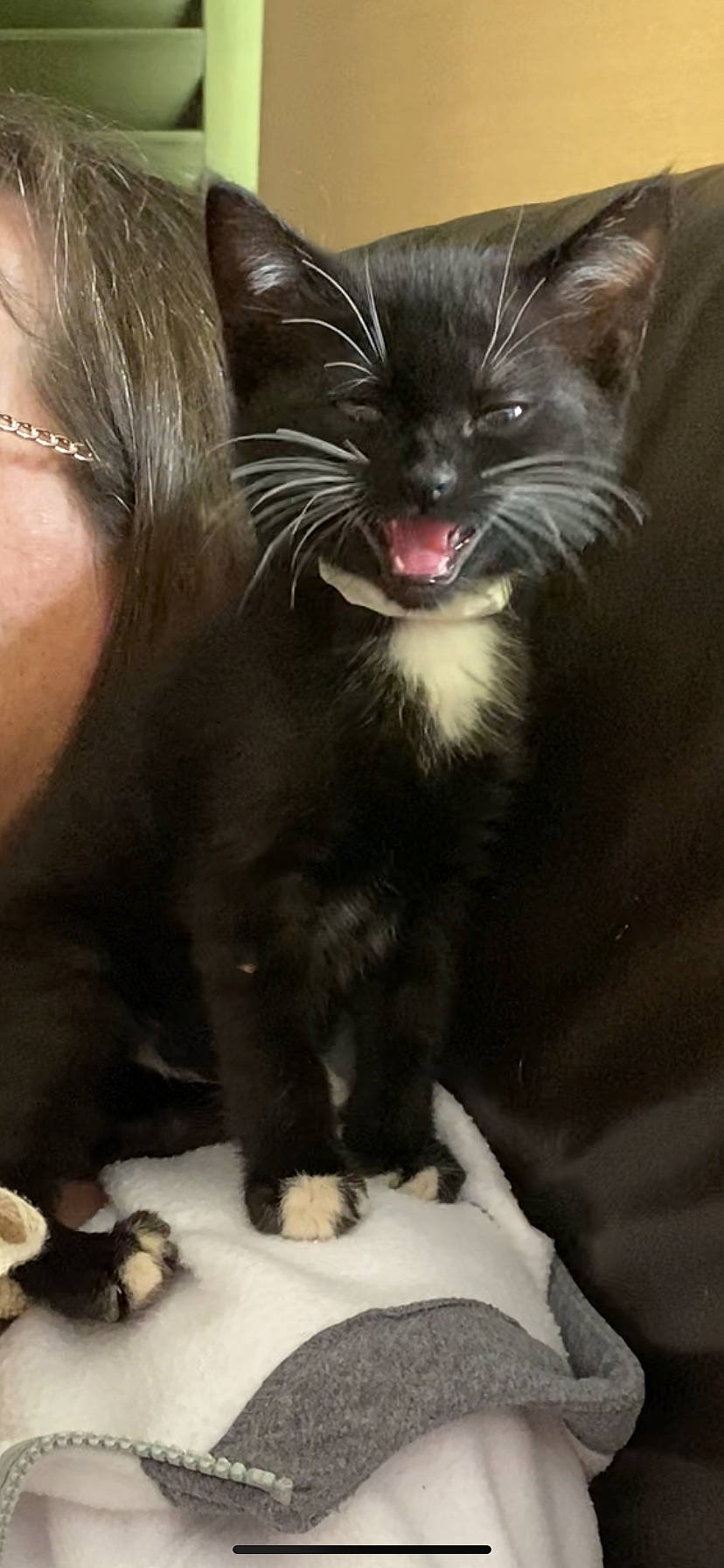Thackery Binx joined the competition — help win amazing prizes! black_cat, carnivore, cat, claw, domestic_short_haired_cat, fang, felidae, foot, formal_wear, fur, paw, roar, small_to_medium_sized_cats, tail, terrestrial_animal, whiskers, yawn