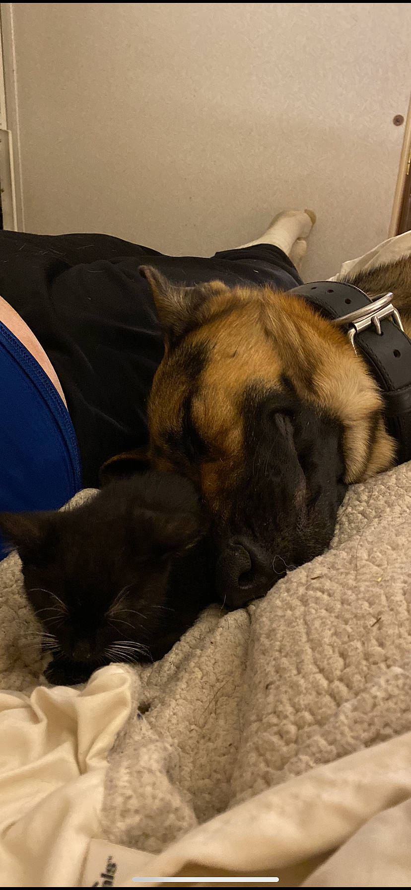 Thackery Binx is registered to the contest to win money with this photo: brown, bulldog, carnivore, comfort, companion_dog, dog, dog_breed, fawn, felidae, fur, linens, liver, paw, pug, small_to_medium_sized_cats, snout, toy_dog, whiskers, working_animal, wrinkle