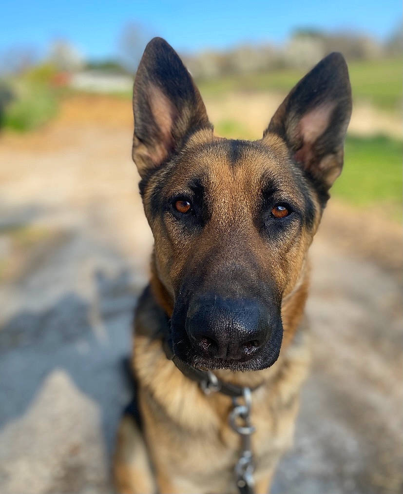 Kovu is registered to the contest to win money with this photo: belgian_shepherd_malinois, canidae, carnivore, collar, dog, dog_breed, fawn, german_shepherd_dog, german_shorthaired_pointer, grass, herding_dog, old_german_shepherd_dog, plant, sky, sporting_group, terrestrial_animal, whiskers, working_dog