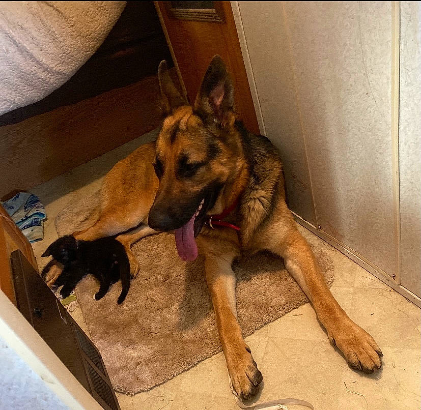 Kovu joined the competition — help win amazing prizes! belgian_shepherd_malinois, carnivore, companion_dog, dog, dog_breed, east_european_shepherd, fawn, flooring, foot, german_shepherd_dog, guard_dog, herding_dog, law_enforcement, old_german_shepherd_dog, paw, snout, vehicle, working_animal, working_dog