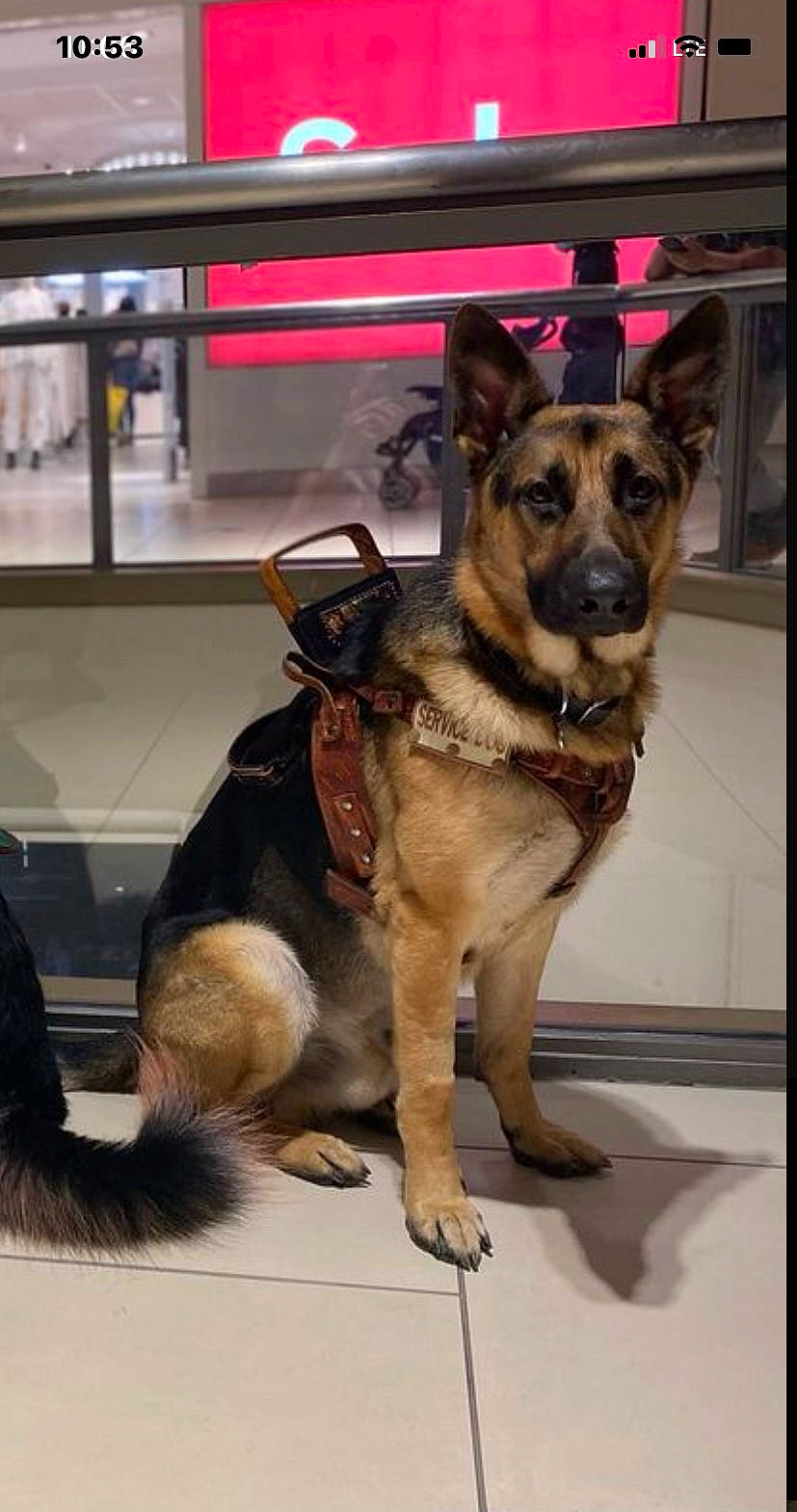 Kovu joined the competition — help win amazing prizes! canidae, carnivore, collar, companion_dog, dog, dog_breed, dog_collar, east_european_shepherd, fawn, fur, german_shepherd_dog, guard_dog, herding_dog, king_shepherd, law_enforcement, old_german_shepherd_dog, snout, sporting_group, working_animal, working_dog