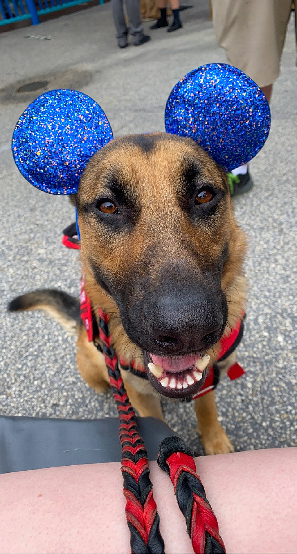 Kovu is registered to the contest to win money with this photo: blue, canidae, carnivore, collar, companion_dog, dog, dog_breed, dog_clothes, dog_collar, dog_supply, electric_blue, fashion_accessory, fawn, fur, hat, leash, pet_supply, snout, sporting_group, working_animal