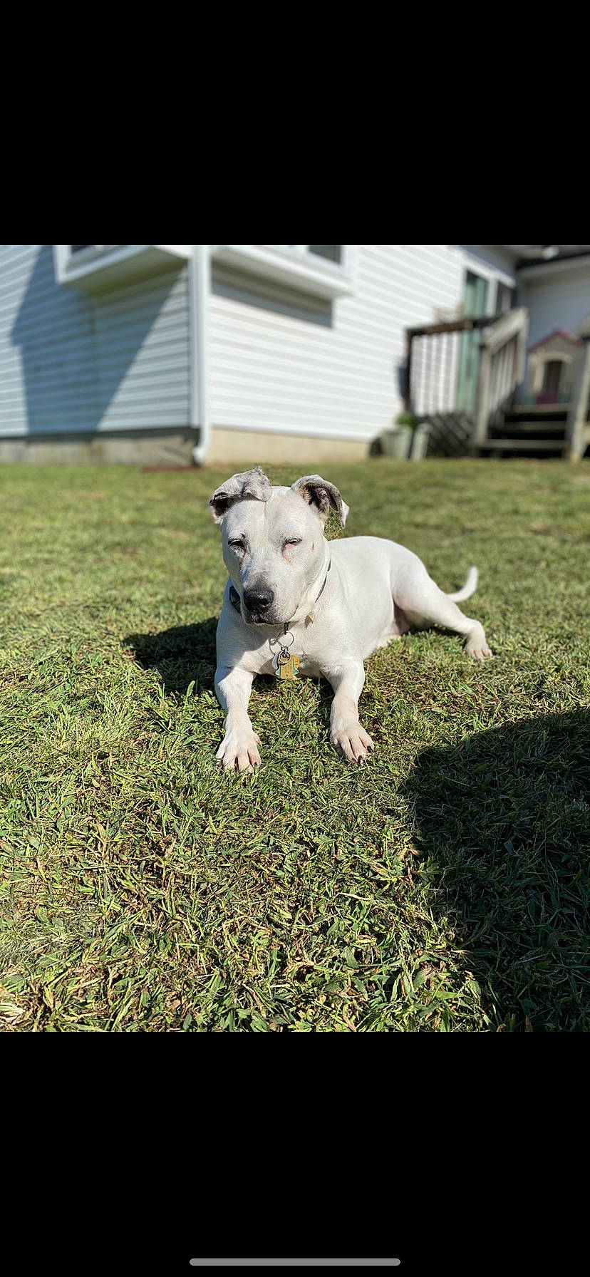 Ice is registered to the contest to win money with this photo: bull_and_terrier, carnivore, collar, companion_dog, dog, dog_breed, dog_collar, dogo_guatemalteco, fawn, grass, guard_dog, lawn, plant, tail, terrier, toy, toy_dog, working_animal, working_dog, yard