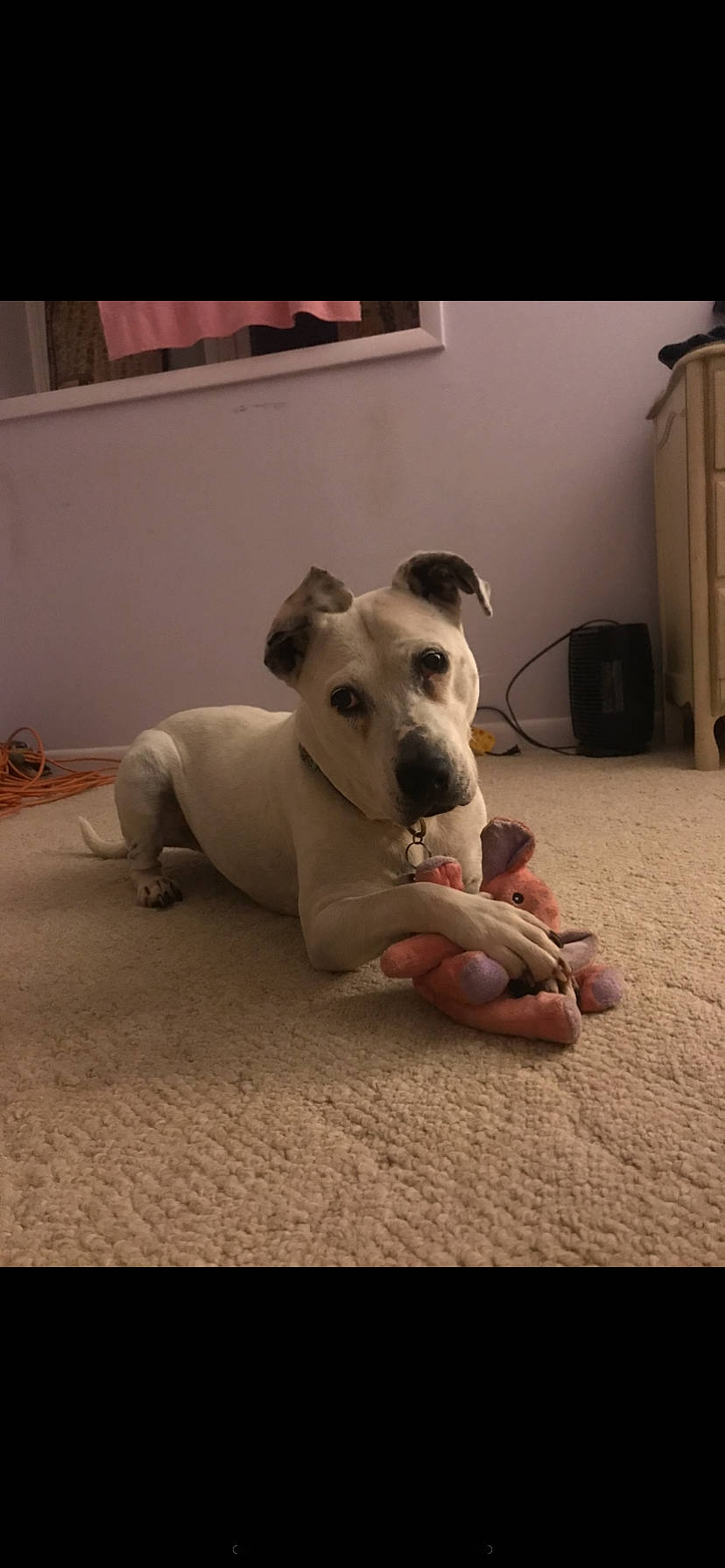 Ice is registered to the contest to win money with this photo: bull_terrier, carnivore, collar, comfort, companion_dog, dog, dog_breed, fawn, floor, flooring, hardwood, mammal, paw, pet_supply, snout, sporting_group, tail, whiskers, wood, working_animal