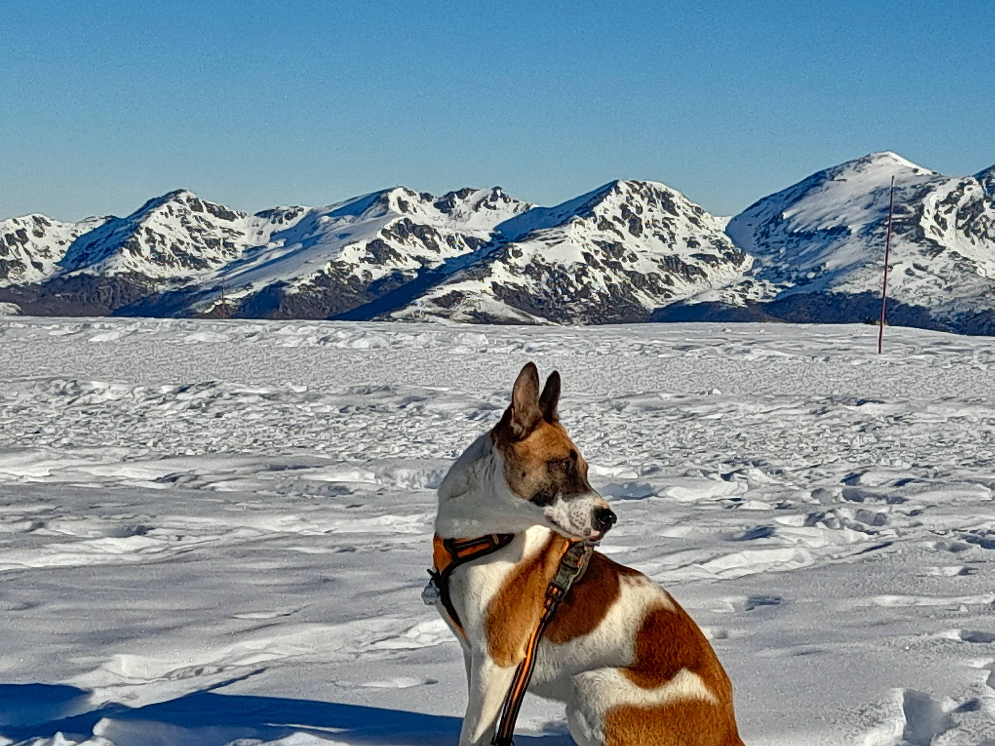Roxane participe au concours pour gagner de l'argent avec cette photo : carnivore, collar, companion_dog, dog, dog_breed, fawn, freezing, glacial_landform, ice_cap, landscape, mountain, mountain_range, mountainous_landforms, nunatak, sky, slope, snow, sporting_group, tail, winter