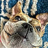 Willow is registered to the contest to win money with this photo: dog, close_up, muzzle, nose, eyes, ears, whiskers, fur, brown_and_white, floppy_ears, pet, canine, portrait, funny, cute, indoors, blanket, cozy, face, animal