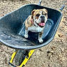 Willow joined the competition — help win amazing prizes! dog, bulldog, canine, pet, animal, wheelbarrow, outdoor, dirt, leaves, garden, construction, 工具, brown_and_white, brindle, pink_collar, open_mouth, smiling, sitting, portrait, funny