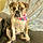 Willow