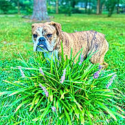 Willow joined the competition — help win amazing prizes! dog, boxer, pet, animal, outdoor, garden, grass, flowers, purple_flowers, greenery, park, nature, brindle, wrinkled_face, short_hair, standing, portrait, canine, summer, backyard